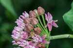 Purple milkweed